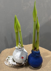 Waxed Amaryllis Bulb