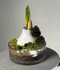 Waxed Amaryllis Bulb