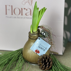 Waxed Amaryllis Bulb