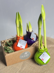 Waxed Amaryllis Bulb