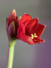 Close-up of a red flower with a blurred background

